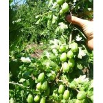 Саженец крыжовника "Изумрудный" Саженец крыжовника "Изумрудный"