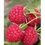 Саженец малины "Феникс" Саженец малины "Феникс"